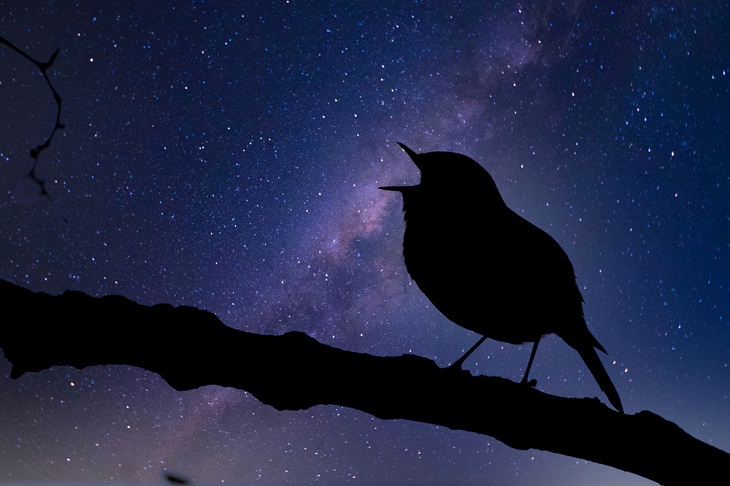 I Will Sing Like I Will There